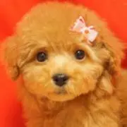 かーたん