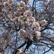 ヨシの画像