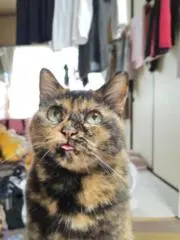ふかふか