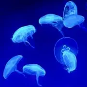 商品説明必読の画像