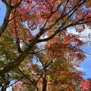 shoorの画像