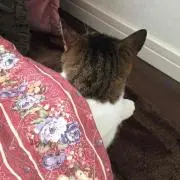 ミーチャロスの画像
