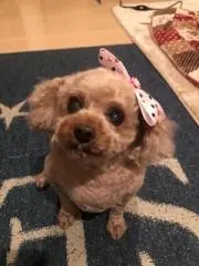 はっとちゃん