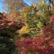 K Lの画像