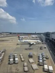 柏の画像