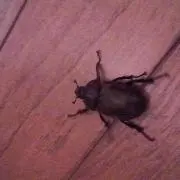 マシ
