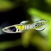 ◇JVC Everio◇GZ-F100-T◇フルHDビデオ☆SD64GB付 - メルカリ