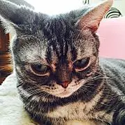 SilverCatの画像