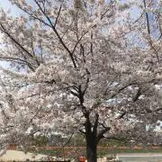 さくらの画像