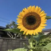 ふく太：24時間以内発送♫の画像
