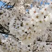 sakuraの画像