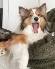 Lionの画像
