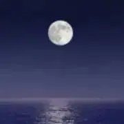 コハクの画像