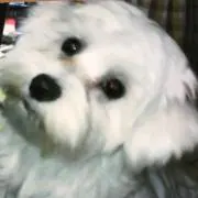 Image of メイちゃん