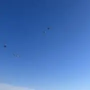 ひよこの画像