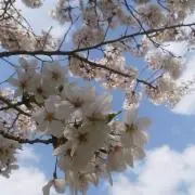青碧葵の画像