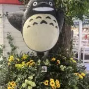 あんずぼーの画像