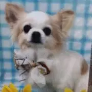 もっち