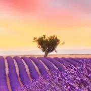 CHIHO【即購入OK⭕️】の画像