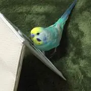おカメの画像