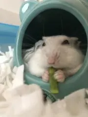 なむなむの画像