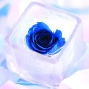 はるかの画像