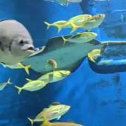 リーガン