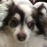 ボニーの画像