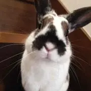 ぽてとの画像