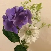 かとりの画像