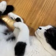 むぎめぐ