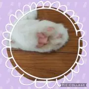 ミーコの画像