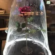 みーやん