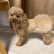 みーたんの画像
