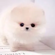 ゆるの画像