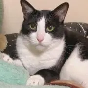 Kyatoの画像