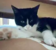 カリメリ