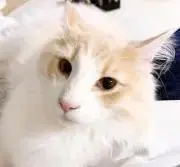 テル