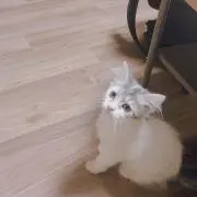 ♢の画像