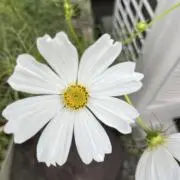 秋桜の画像