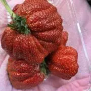 いちごの画像