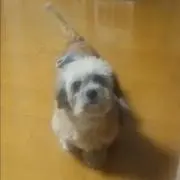 らうる