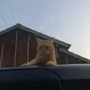 あっきーの画像