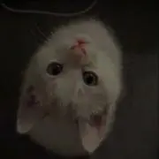 ねこ