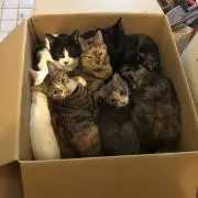 oことりo