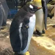 すぎチャンの画像