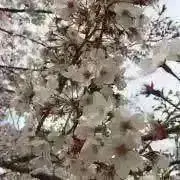 KIRIN（プロフ必読ください）の画像