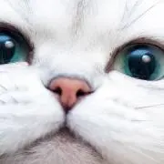 アリアの画像