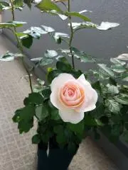 ルンバちゃん