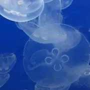 牡蠣好きの画像